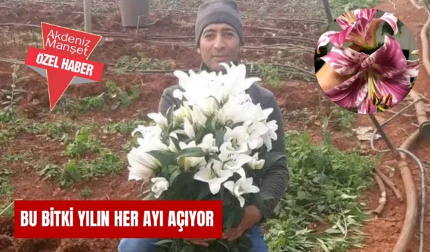 Bu bitki yılın her ayı açıyor