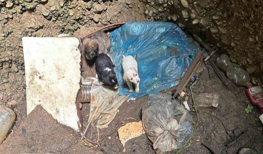 Kuyuya düşen 7 yavru köpeği itfaiye kurtardı