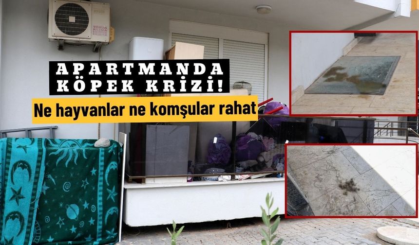 Apartmanda köpek krizi: Ne hayvanlar ne komşular rahat!
