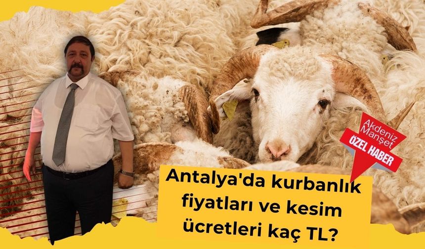 Antalya'da kurbanlık fiyatları ve kesim ücretleri kaç TL?