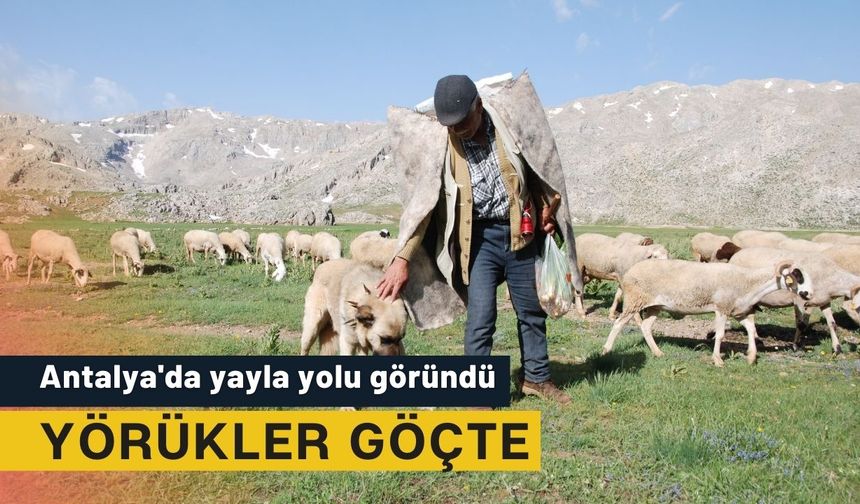 Antalya'da yayla yolu göründü: Yörükler göçte
