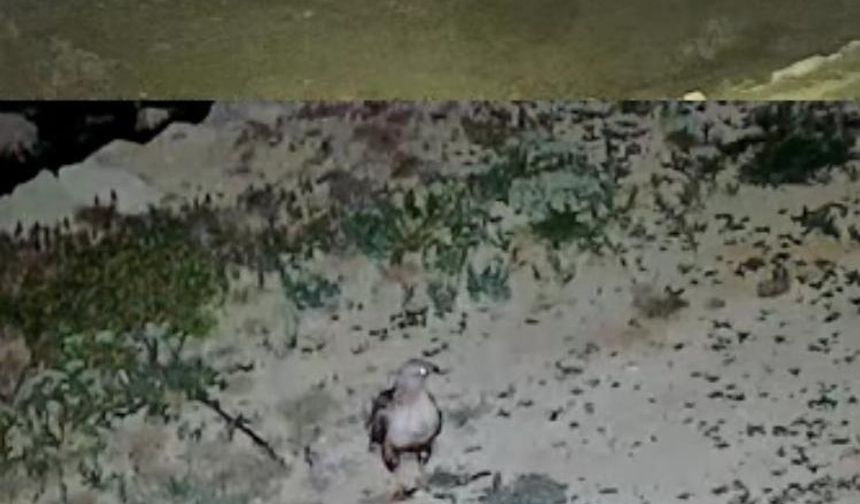 Akarca Yaylası’nda iki sürpriz misafir