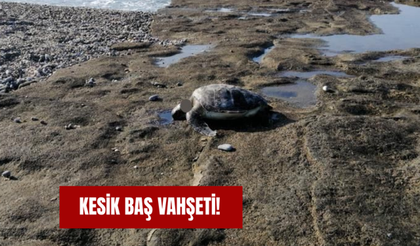 Kesik baş vahşeti!