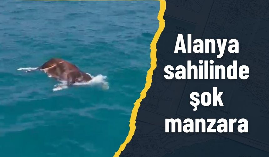 Alanya sahilinde şok manzara