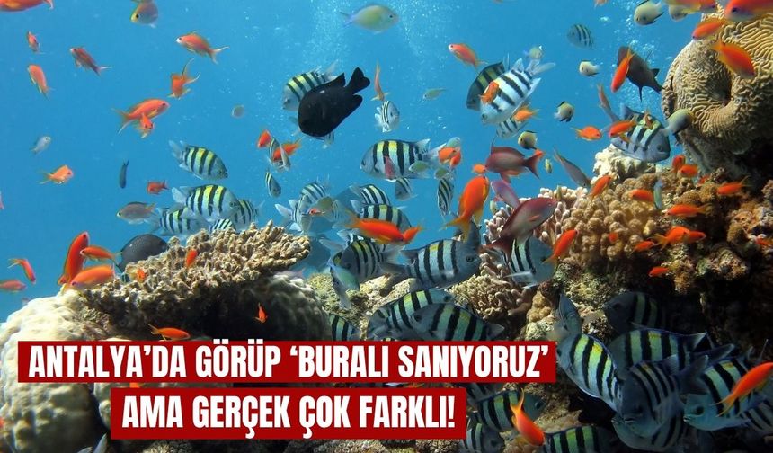 Antalya’da görüp ‘Buralı Sanıyoruz’ ama gerçek çok farklı!