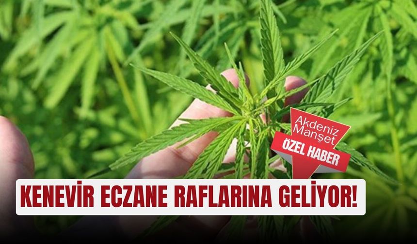 Kenevir eczane raflarına geliyor!