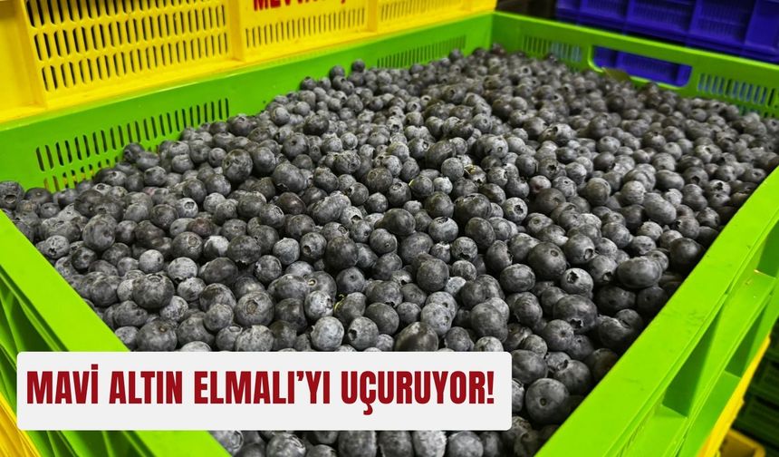 Mavi altın Elmalı’yı uçuruyor!