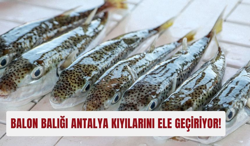 Balon balığı Antalya kıyılarını ele geçiriyor!