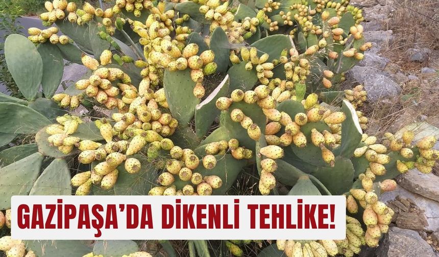 Gazipaşa’da dikenli tehlike!