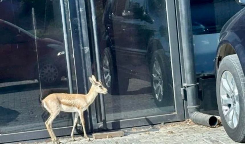Döşemealtı’nda yavru ceylan kaçtı