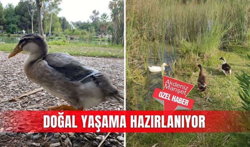 Doğal yaşama hazırlanıyor
