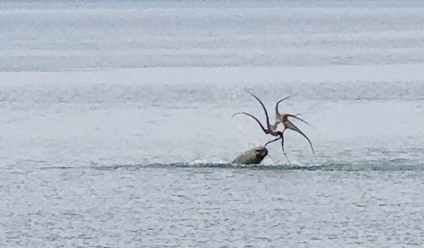 Çeşme sahilinde fokun ahtapot avı