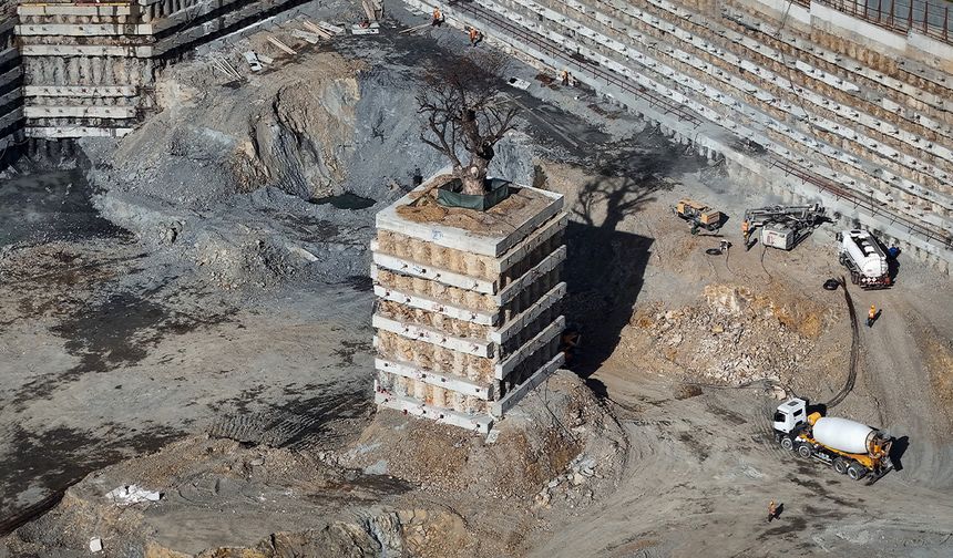 Milyarlık projede tarihi ağaca fore kazıklı koruma