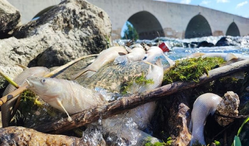 Ceyhan Nehri’ndeki kirlilik balıkları telef etti