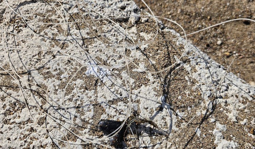 Deniz dibinde balık ağlarına takılı yaralı caretta caretta kurtarıldı
