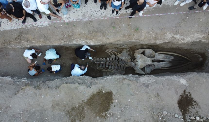 Heyecanlandıran keşifte 16 metrelik balinanın kemikleri birleştirilmeye başlandı