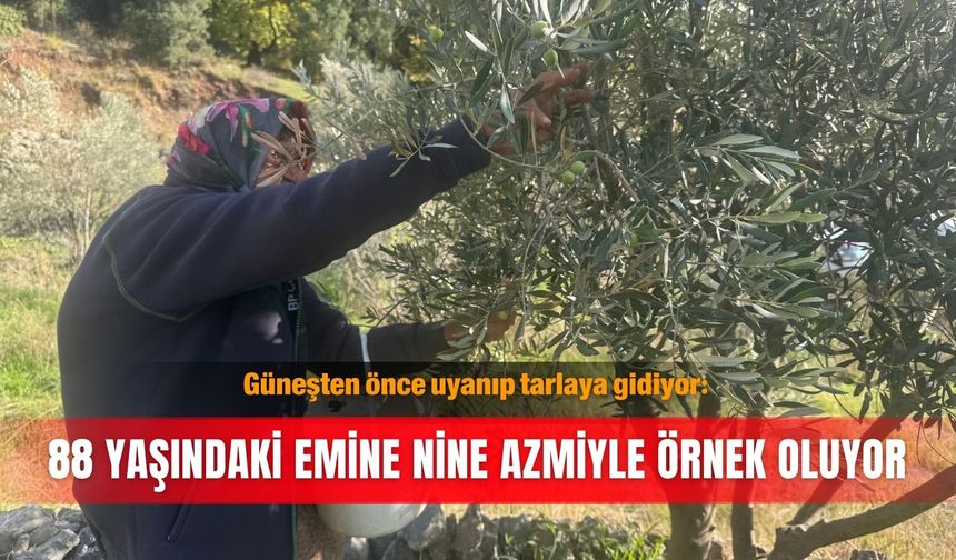Güneşten önce uyanıp tarlaya gidiyor: 88 yaşındaki Emine nine azmiyle örnek oluyor