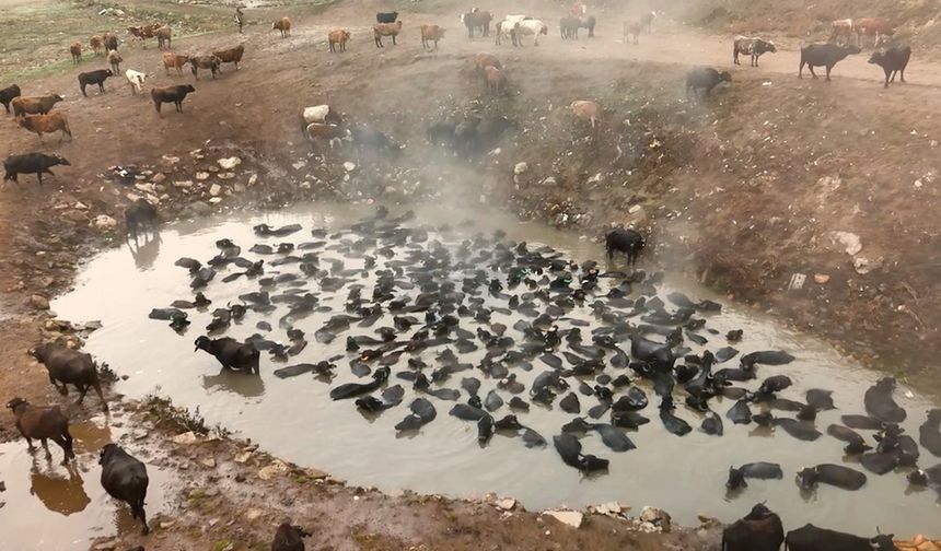 Mandaların kaplıca keyfi havadan görüntülendi