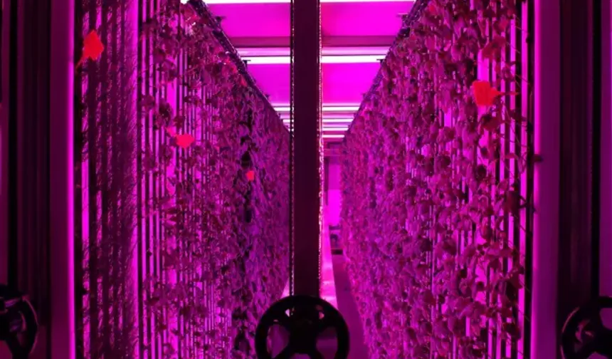 7 bin metrekareye eş değer dikey tarım laboratuvarı