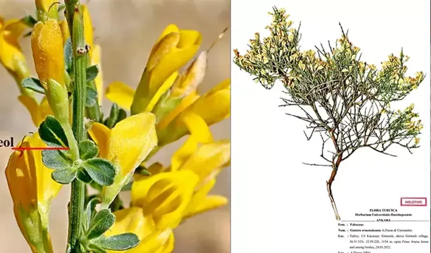 Toroslar’da yeni bitki türü keşfi; ‘Ermenek borcağı’