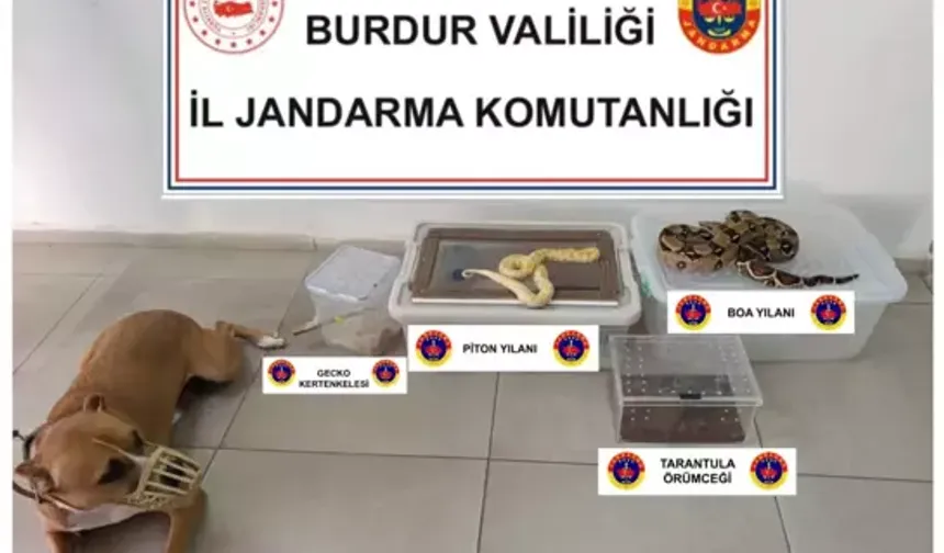 Burdur’da egzotik hayvan operasyonu