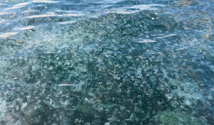 Hayrete düşüren görüntü: Binlercesi kıyıya vurdu