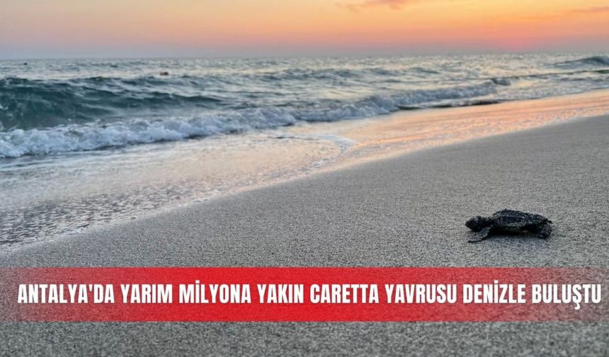 Antalya'da yarım milyona yakın caretta yavrusu denizle buluştu