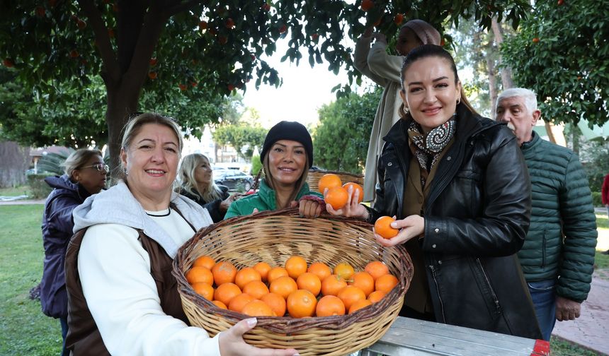 Antalya'nın turunçları Korkuteli'nden sofralara uzanıyor