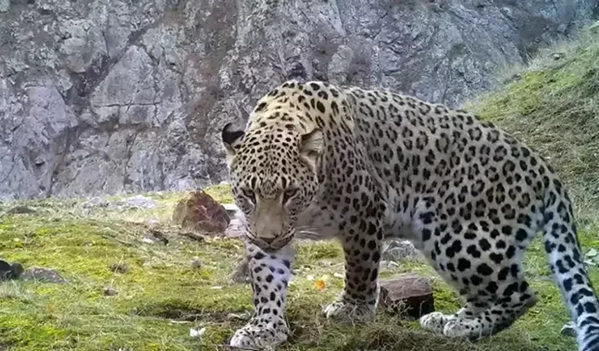 Anadolu parsına zarar vermenin cezası 45 milyon TL