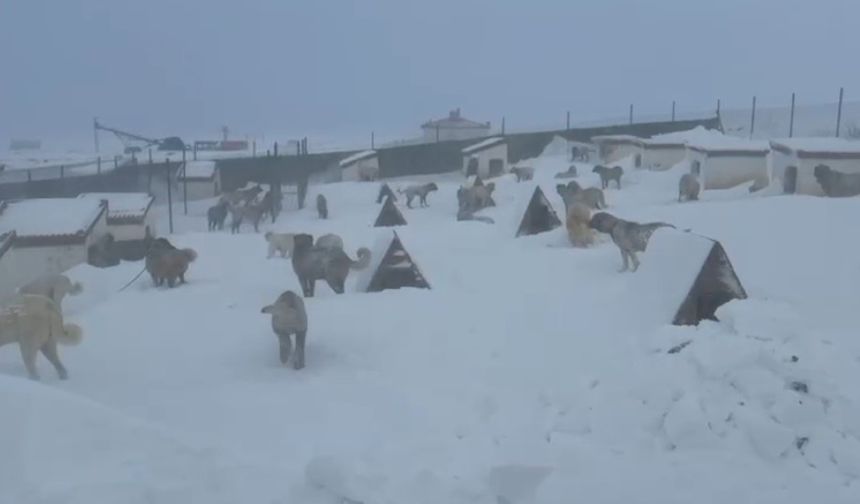 Kangallarını beslemek için yola çıktı, çiftliğe vardığında gözlerine inanamadı