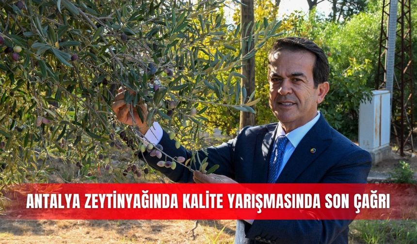 Antalya zeytinyağında kalite yarışmasında son çağrı