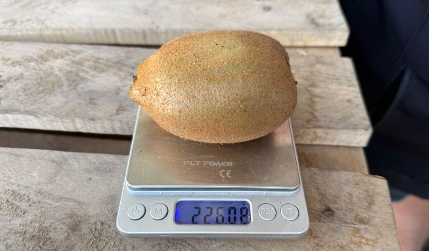 Dev kiviler ağırlıklarıyla rekor kırdı, Avrupa pazarının dikkatini çekti!