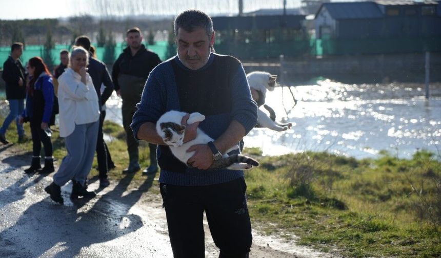 Meriç Nehri taştı; hayvanlar tahliye edildi, çiftçi malını kurtardı