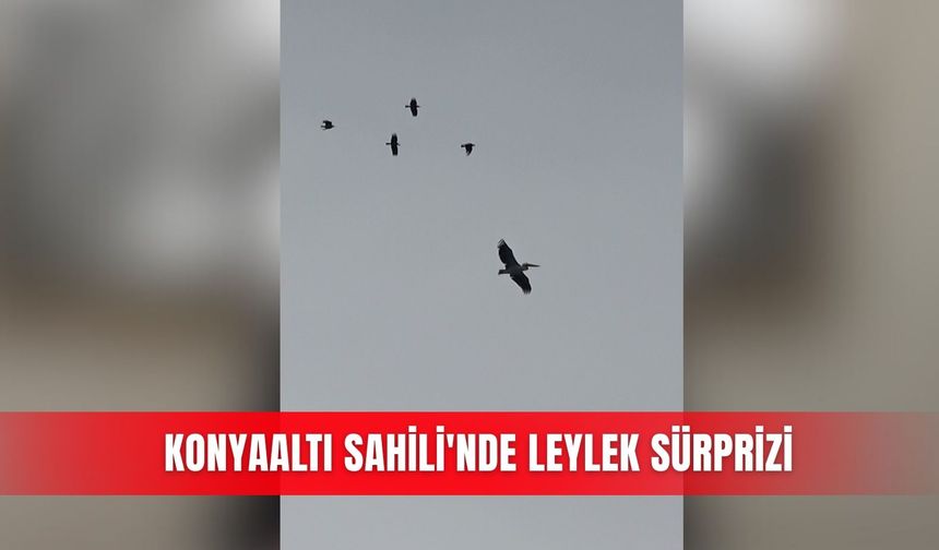 Konyaaltı Sahili'nde leylek sürprizi