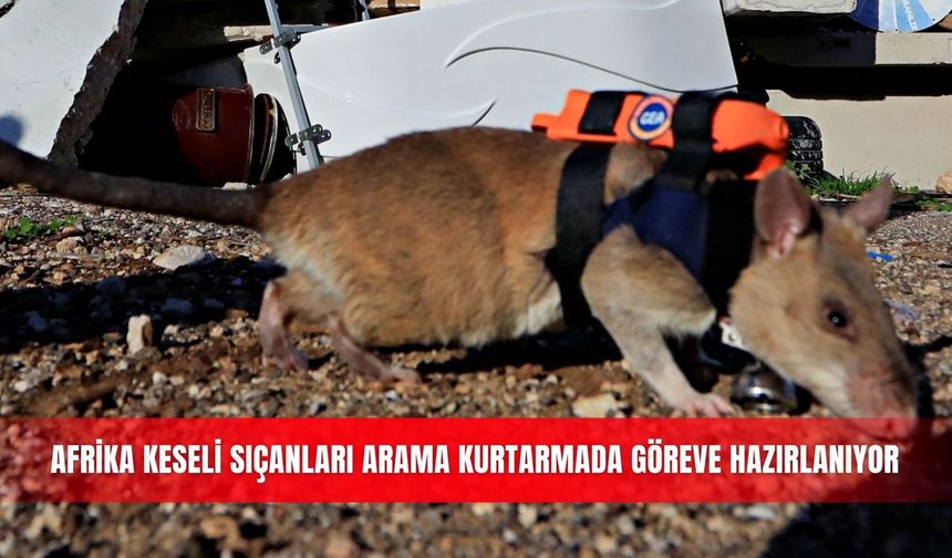 Afrika keseli sıçanları arama kurtarmada göreve hazırlanıyor