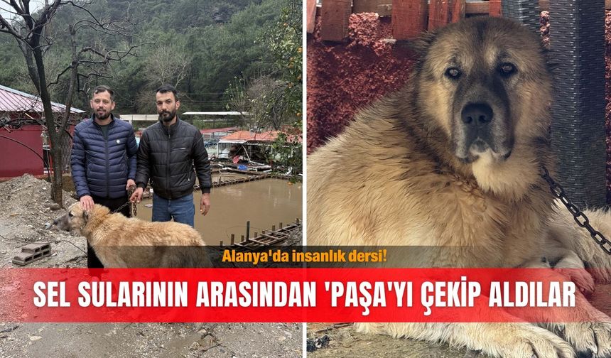 Alanya'da insanlık dersi! Sel sularının arasından 'Paşa'yı çekip aldılar