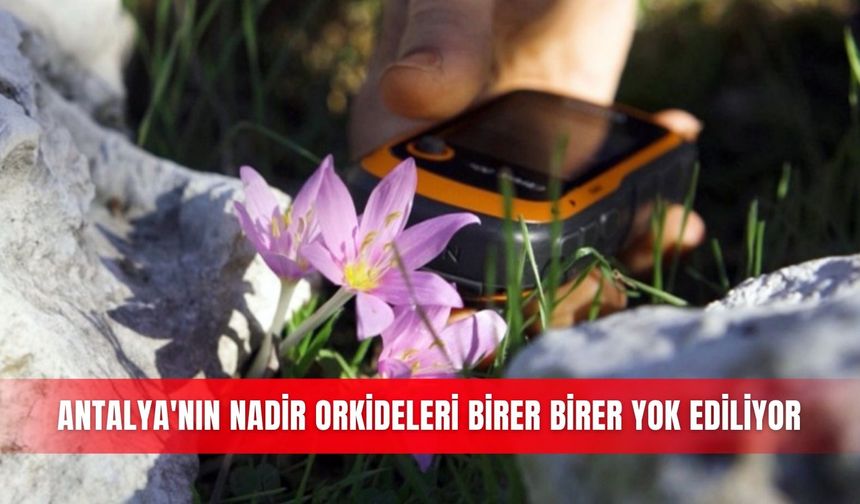 Antalya'nın nadir orkideleri birer birer yok ediliyor