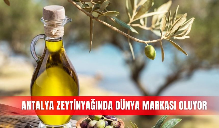 Antalya zeytinyağında dünya markası oluyor