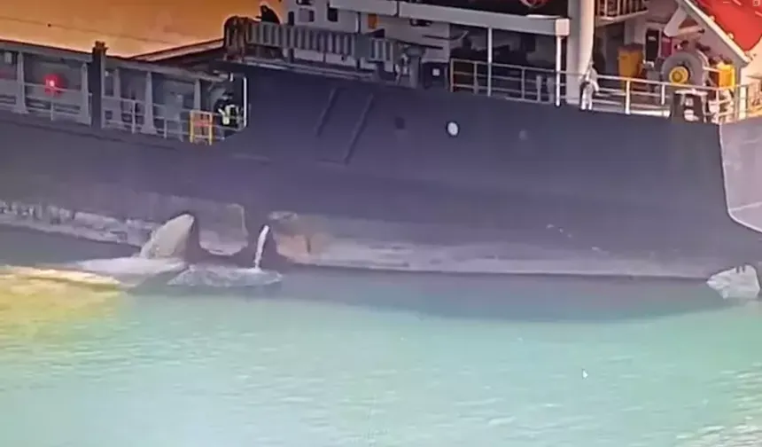 Mersin’de denizi kirleten gemiye 13 milyon TL ceza