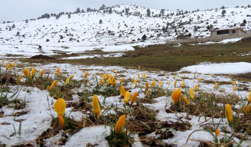 Toros Dağları'nda baharın renkleri