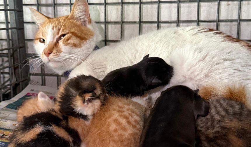 Gebe köpek öldü, yavrulara anne kedi sahip çıktı
