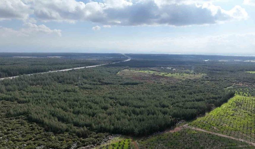 '81 İlde 81 Orman' projesi sürüyor