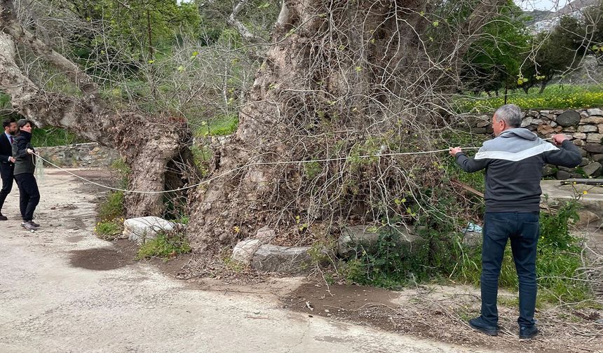 Bodrum’da 2 bin yıllık dev çınar keşfedildi