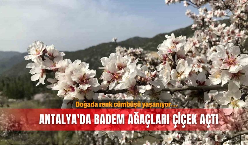 Antalya'da badem ağaçları çiçek açtı, doğada renk cümbüşü yaşanıyor