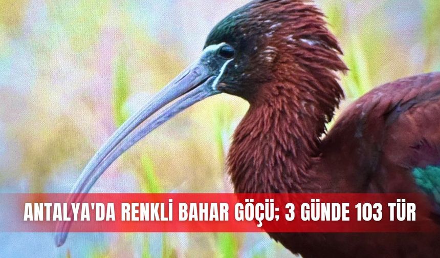 Antalya'da renkli bahar göçü; 3 günde 103 tür