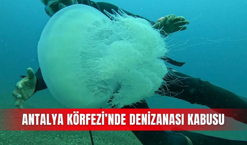 Antalya Körfezi’nde denizanası kabusu