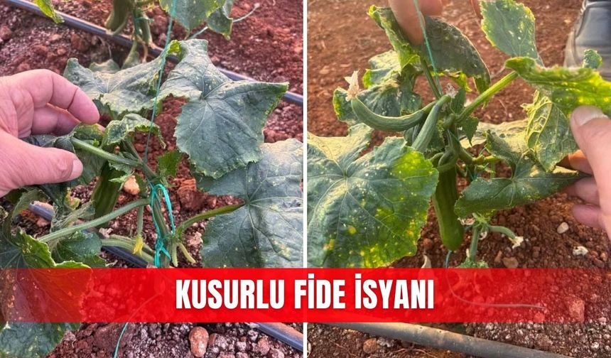 Kusurlu fide isyanı