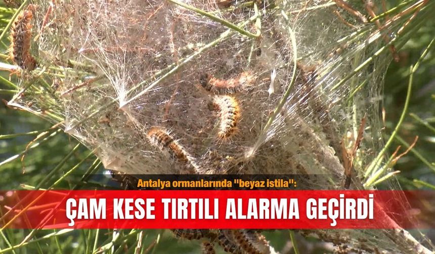Antalya ormanlarında "beyaz istila": Çam kese tırtılı alarma geçirdi