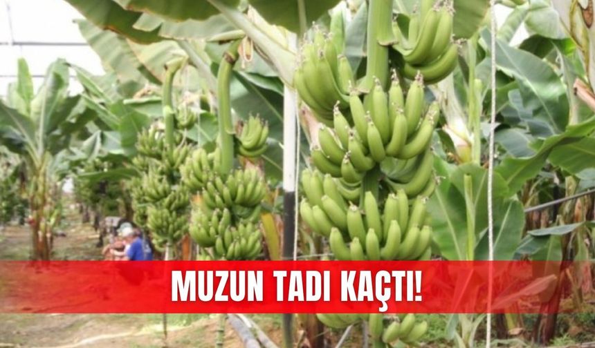 Muzun tadı kaçtı!