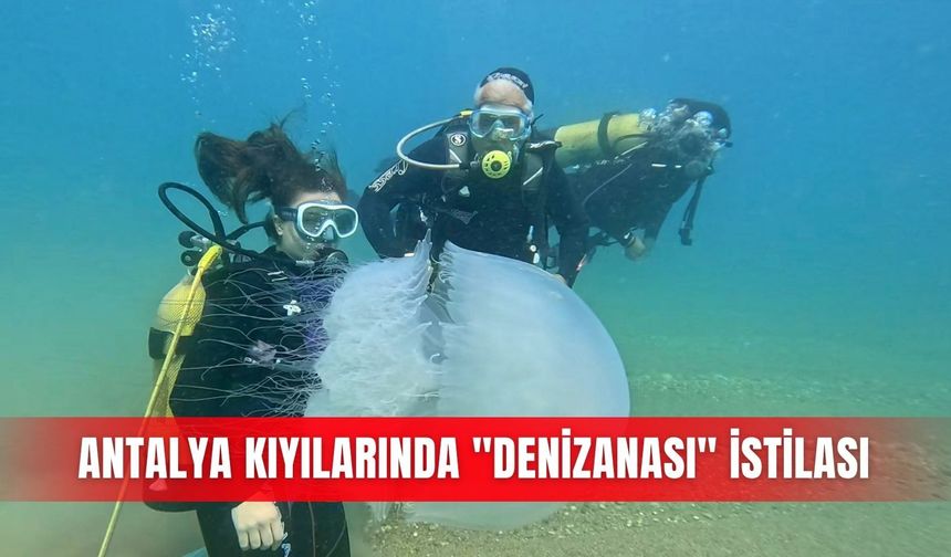 Antalya kıyılarında "denizanası" istilası